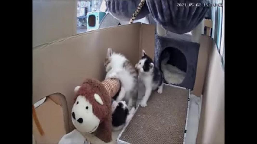 Kattenpraat