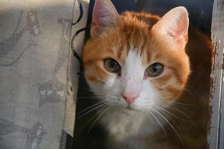 Kattenpraat