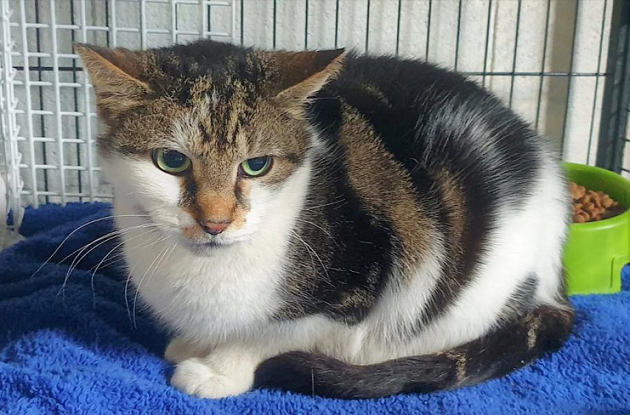 Kattenpraat