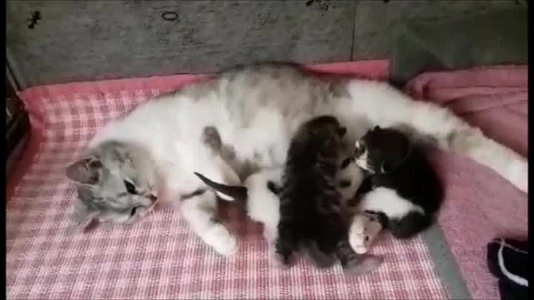 Kattenpraat