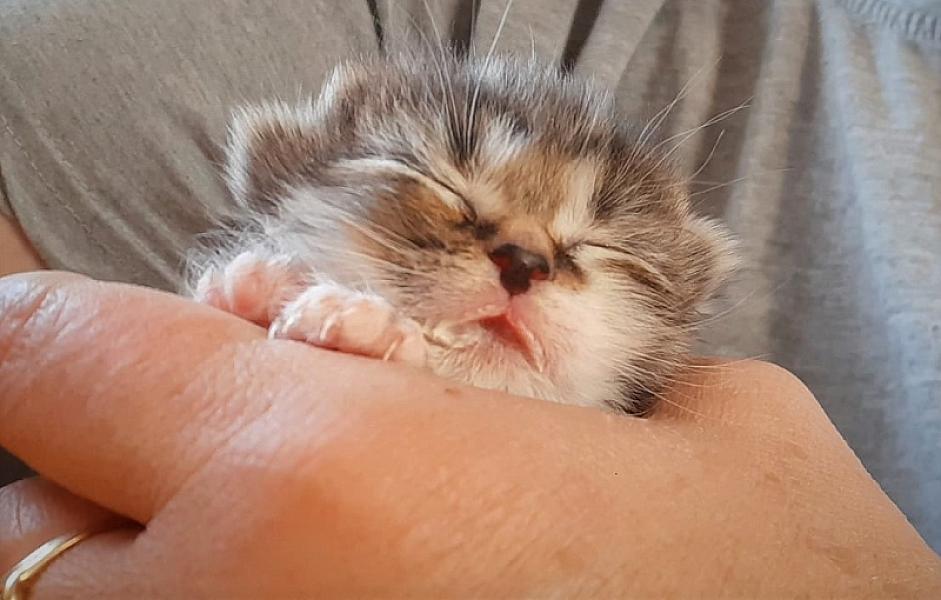Kattenpraat