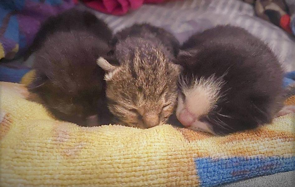 Kattenpraat