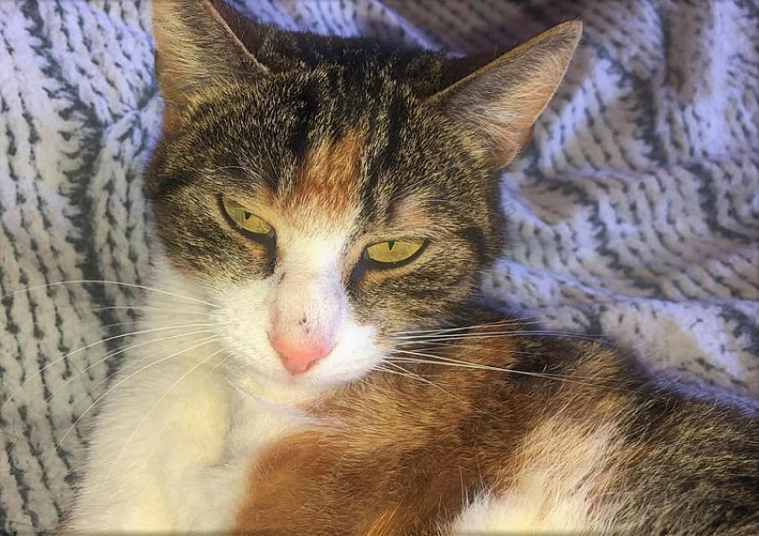 Kattenpraat
