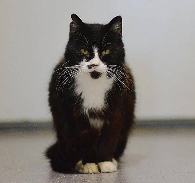 Kattenpraat