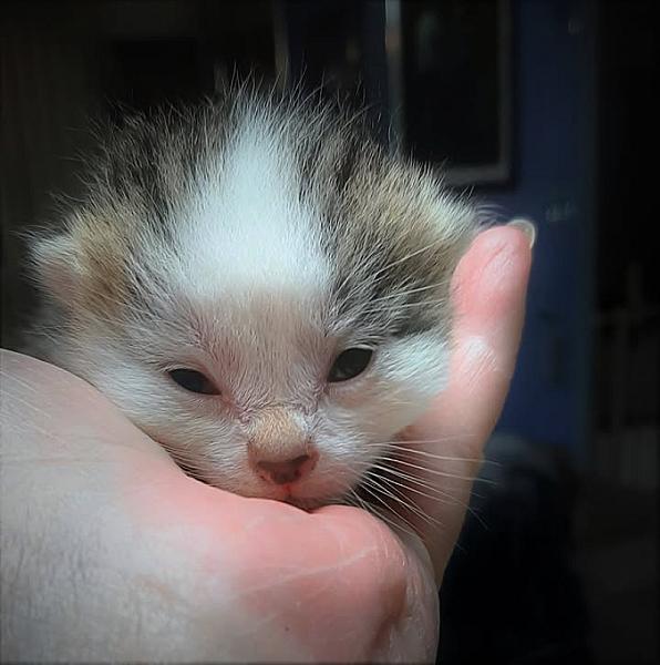 Kattenpraat