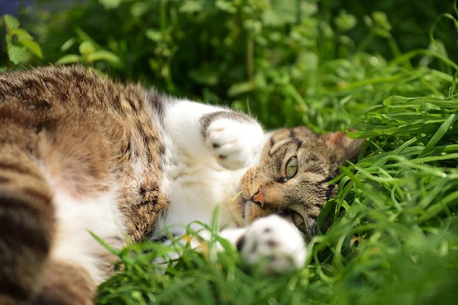 Kattenpraat