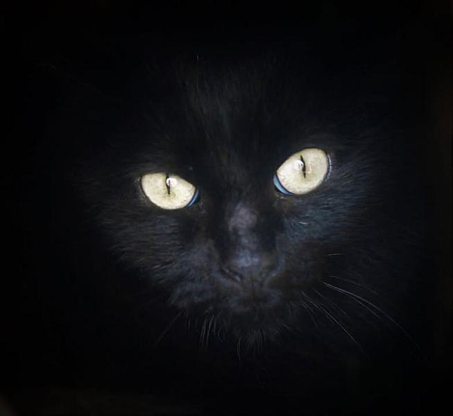 Kattenpraat