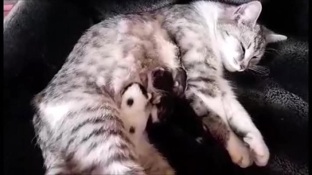 Kattenpraat