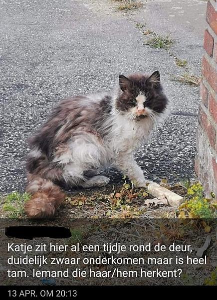 Kattenpraat