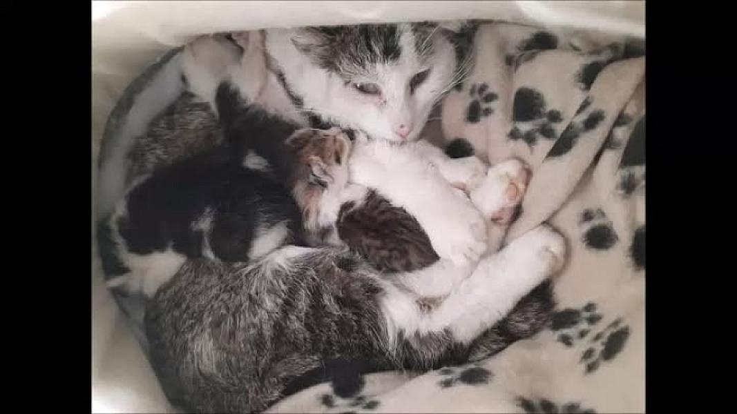 Kattenpraat