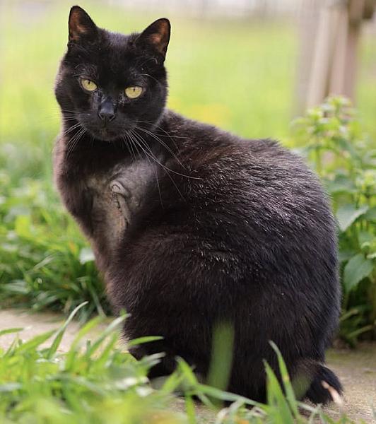 Kattenpraat