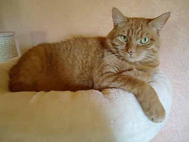 Kattenpraat