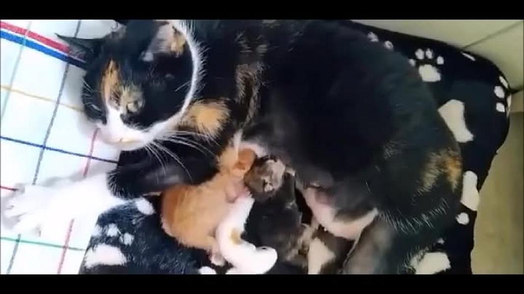 Kattenpraat