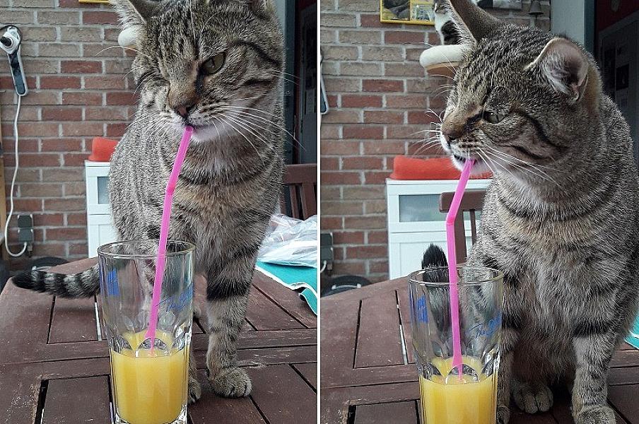 Kattenpraat