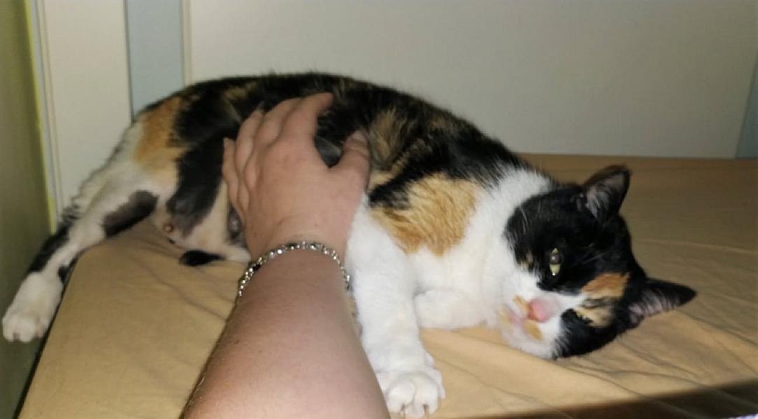 Kattenpraat