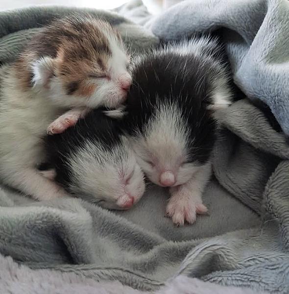 Kattenpraat