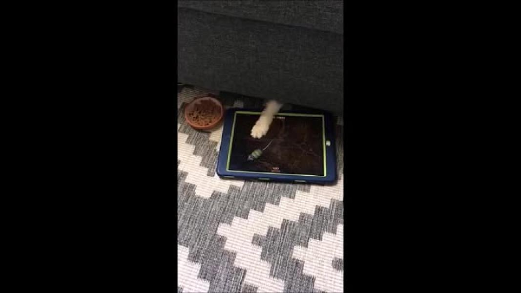Kattenpraat