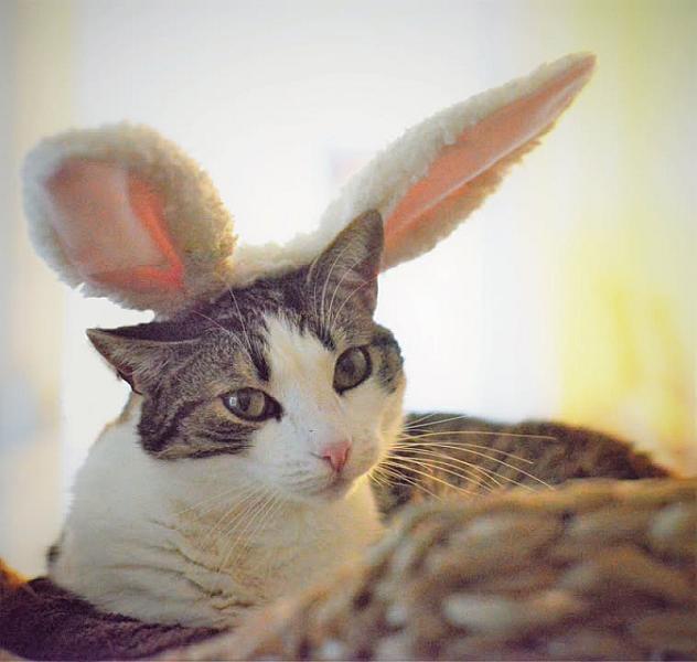 Kattenpraat