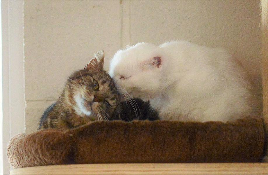 Kattenpraat