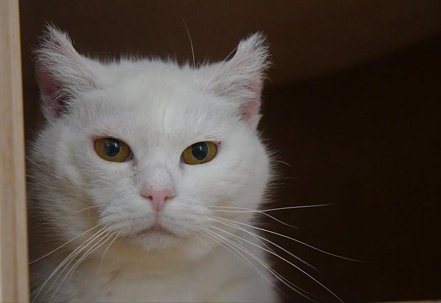 Kattenpraat