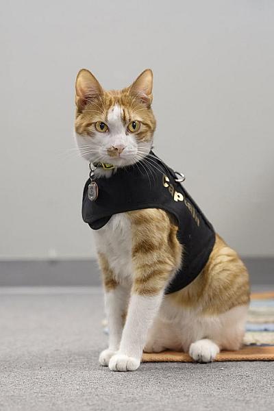 Kattenpraat