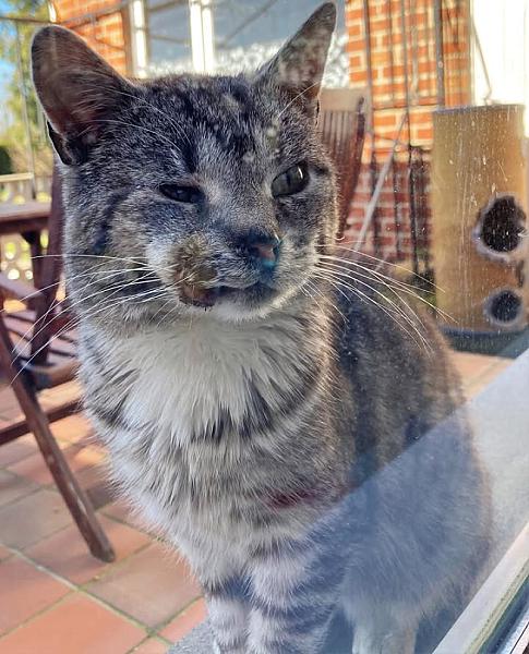 Kattenpraat