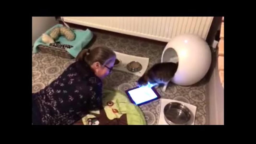 Kattenpraat
