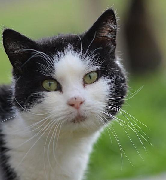 Kattenpraat