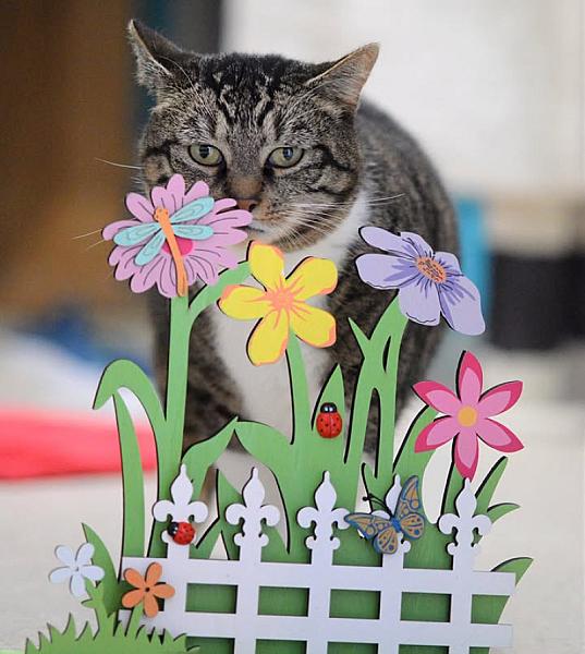 Kattenpraat