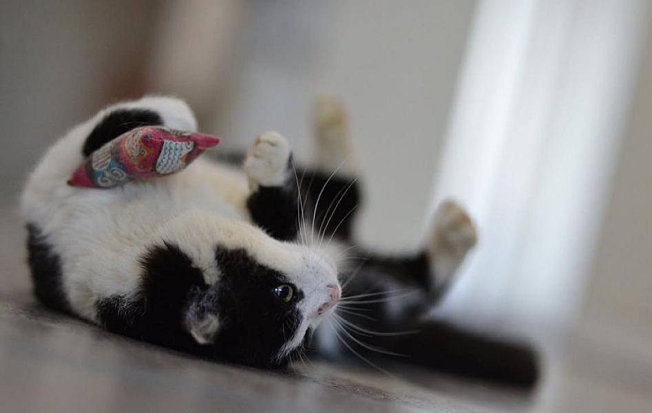 Kattenpraat