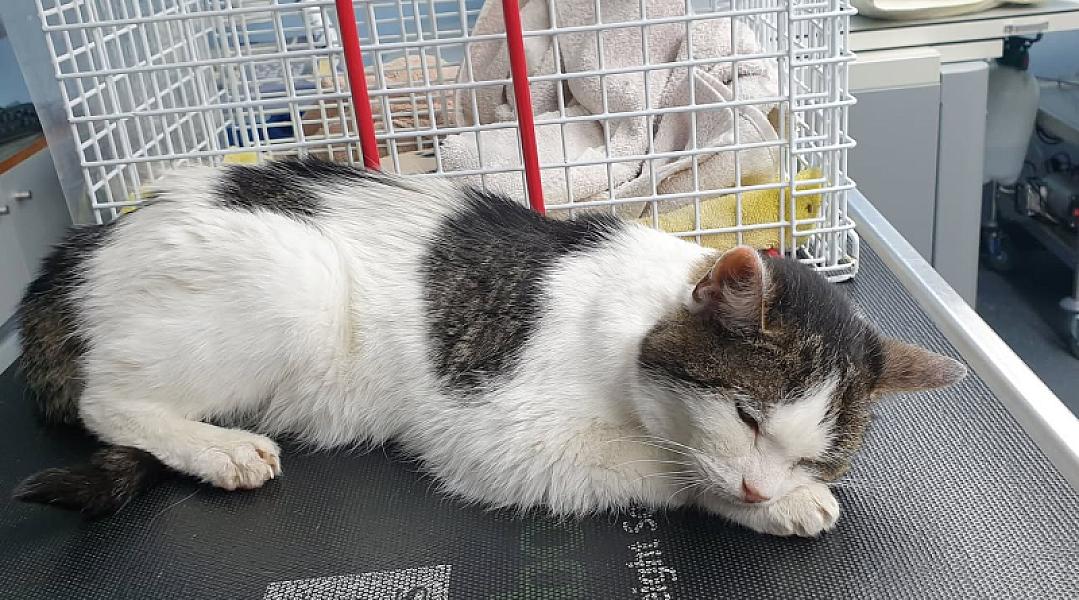 Kattenpraat