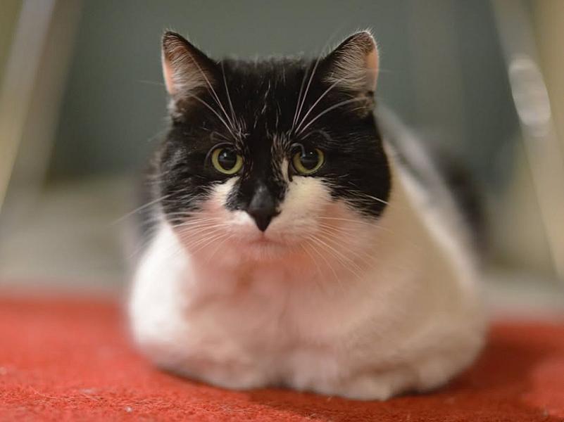 Kattenpraat
