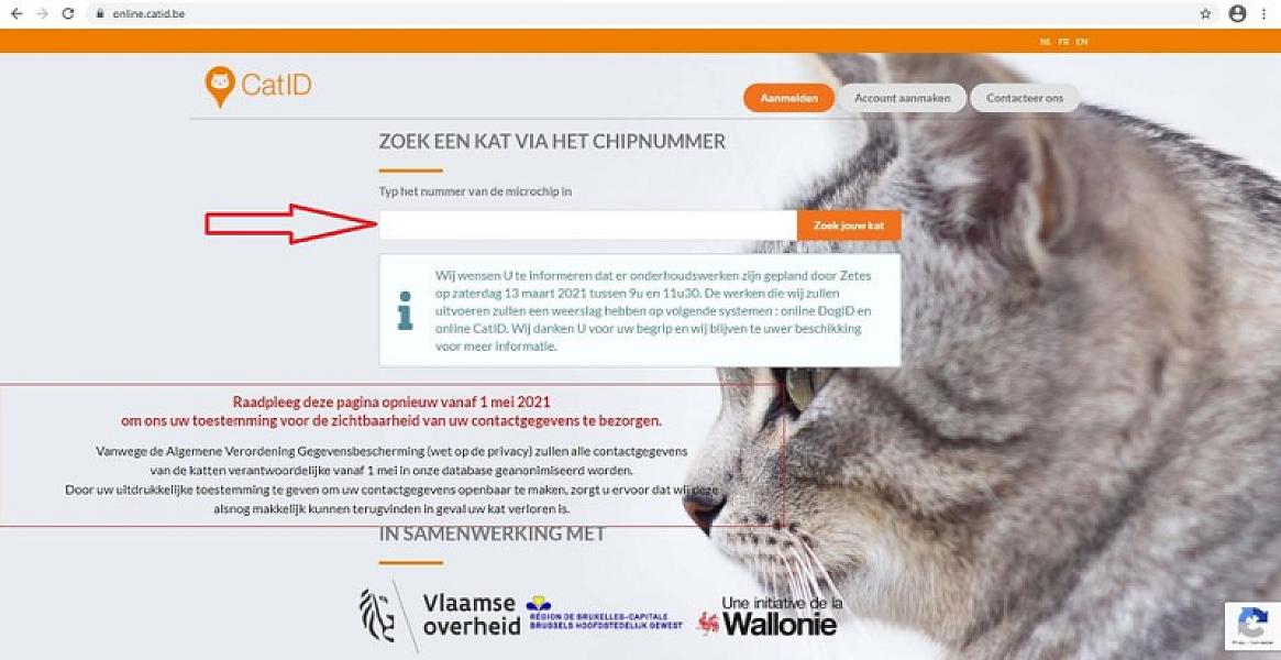 Kattenpraat