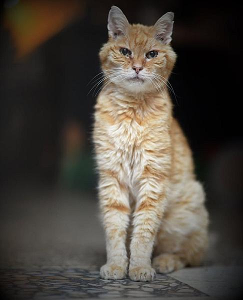 Kattenpraat