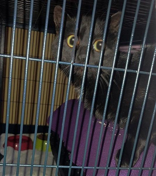 Kattenpraat