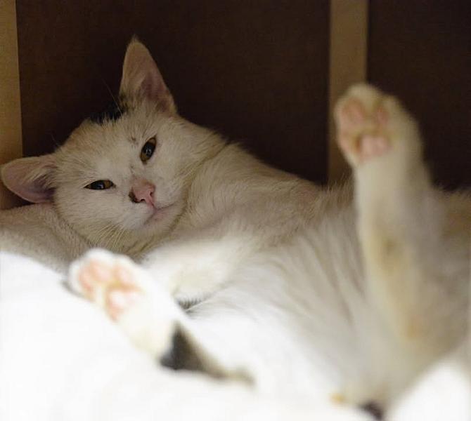 Kattenpraat