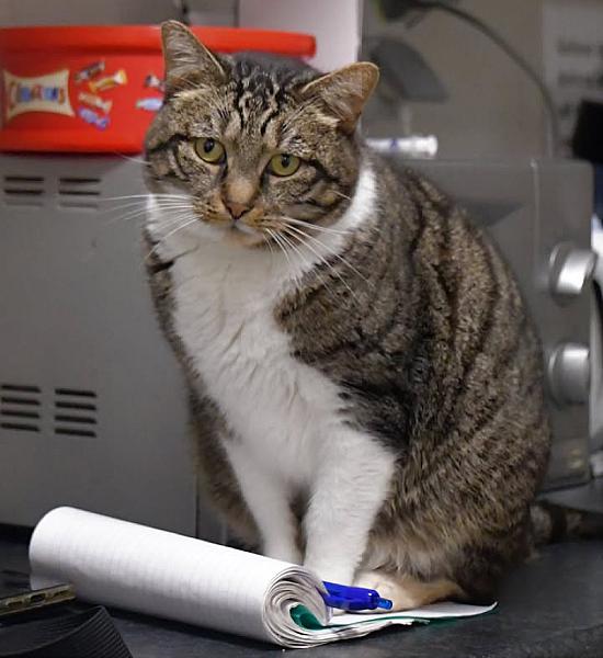 Kattenpraat