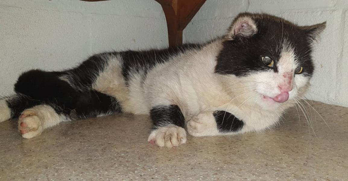 Kattenpraat