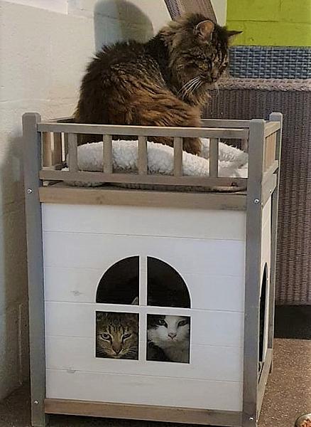 Kattenpraat