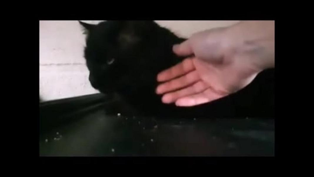 Kattenpraat