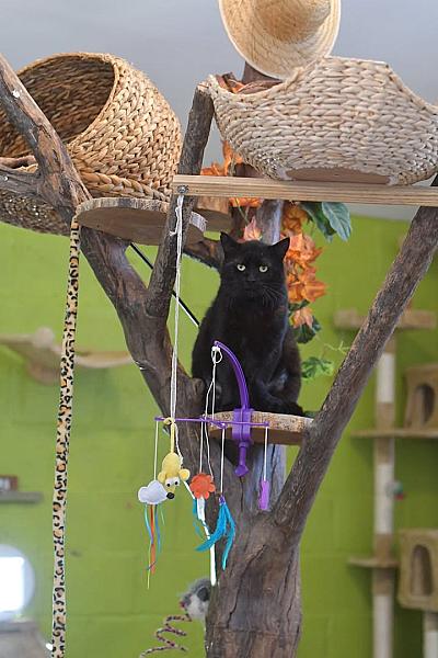 Kattenpraat