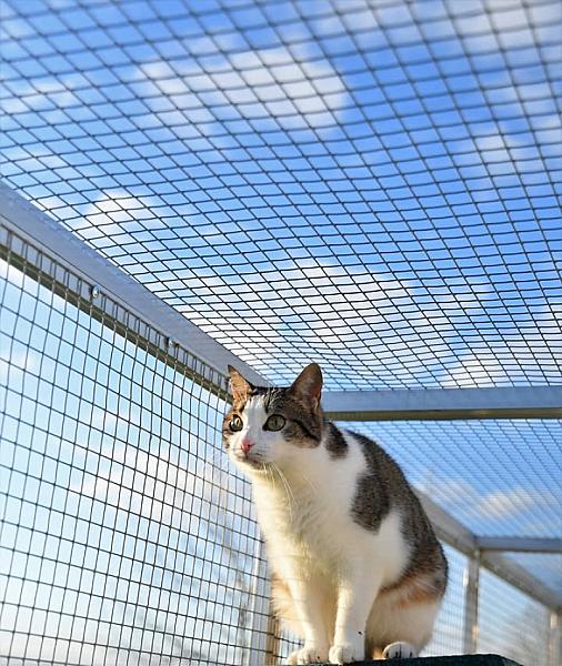 Kattenpraat