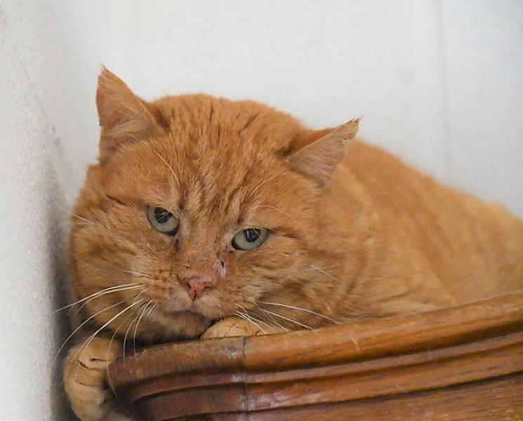 Kattenpraat