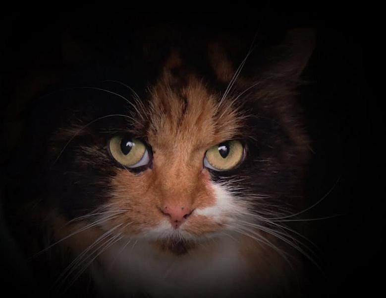 Kattenpraat