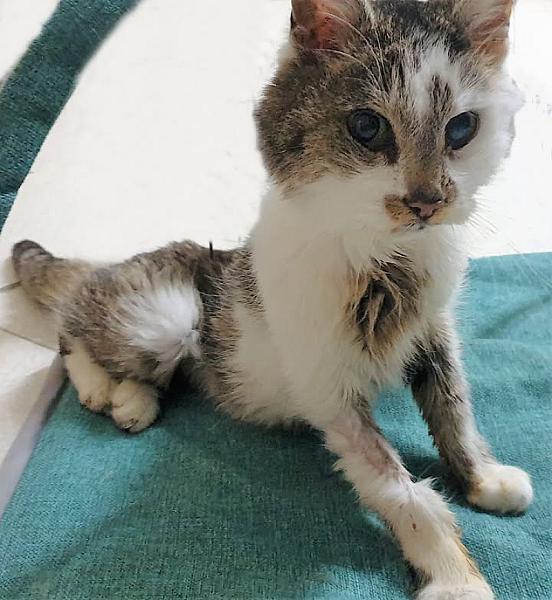 Kattenpraat