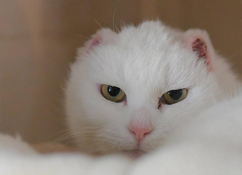 Kattenpraat
