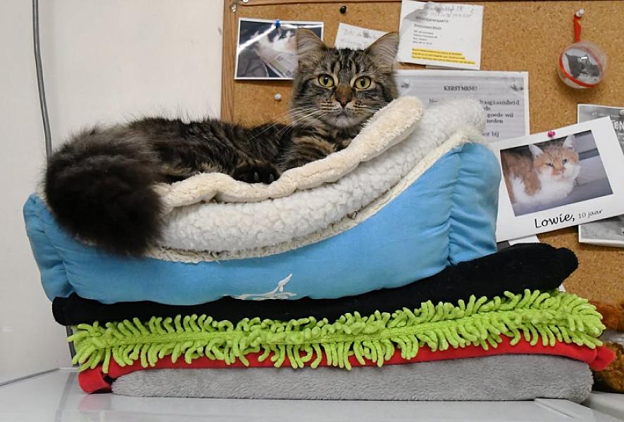 Kattenpraat