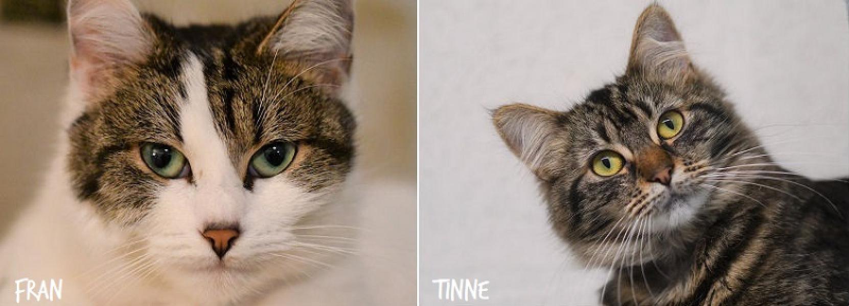 Kattenpraat