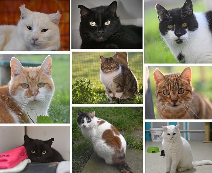Kattenpraat