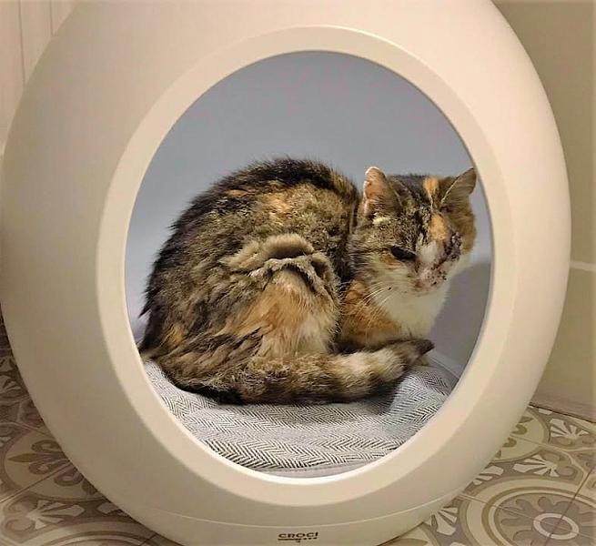 Kattenpraat